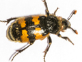 Nicrophorus vespillo
